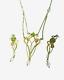 Vintage 9ct Gold Peridot Necklace, Earrings Joanna Thomson Celtic Art Nouveau